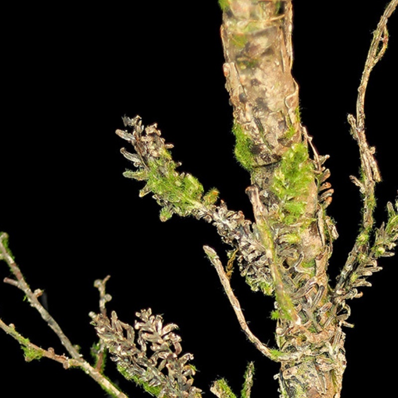 New Withered Vines Artificial  - огляд і ціна Christmas Tree Artificial